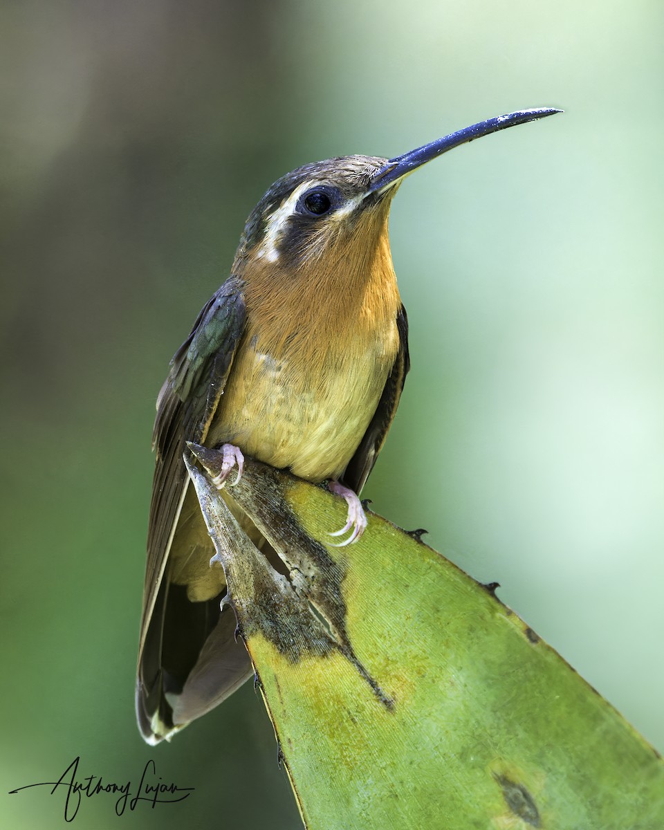 Hook-billed Hermit - ML613461210