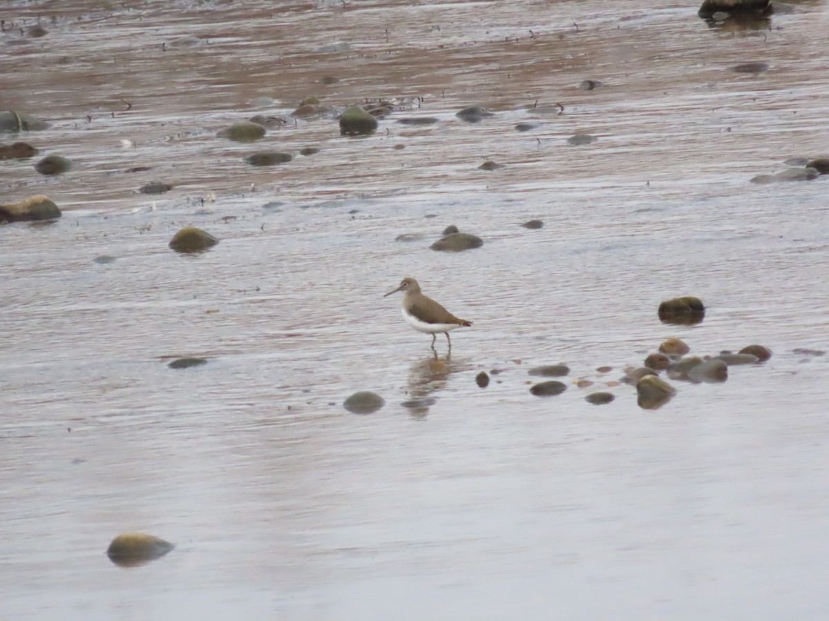 Green Sandpiper - ML613461223