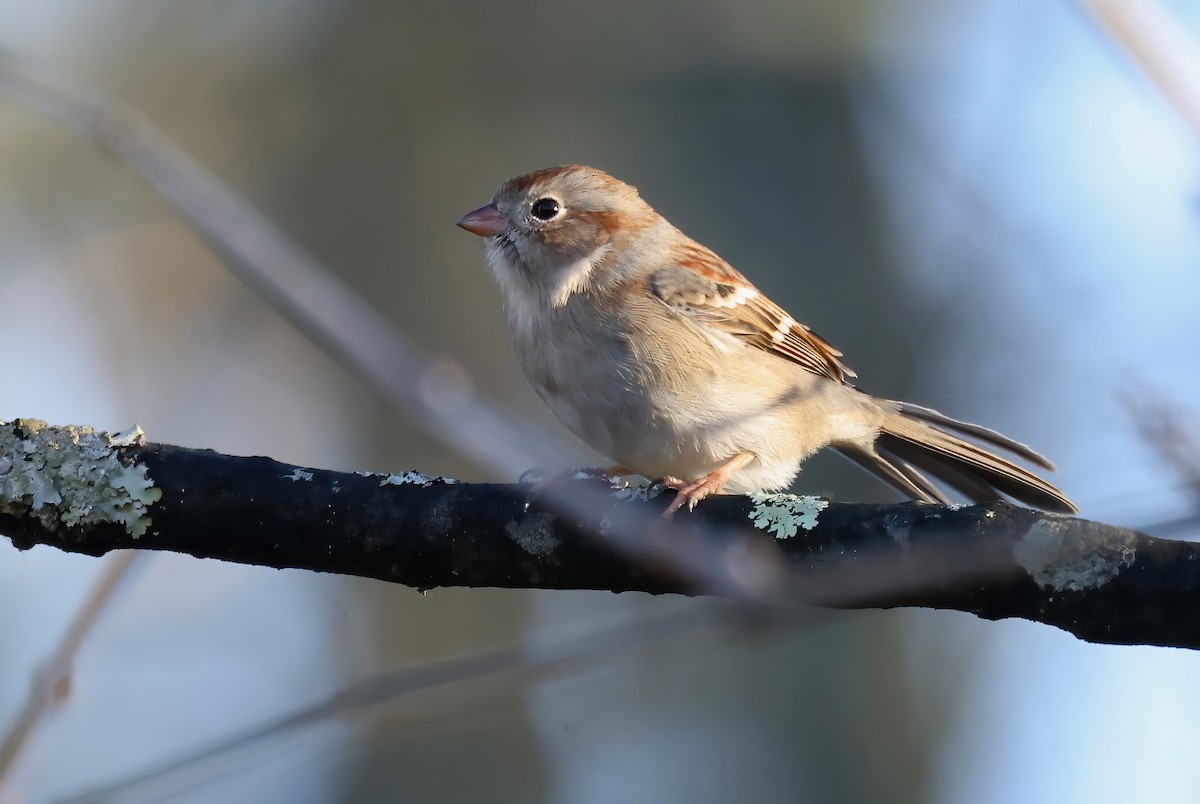 Field Sparrow - ML613461273