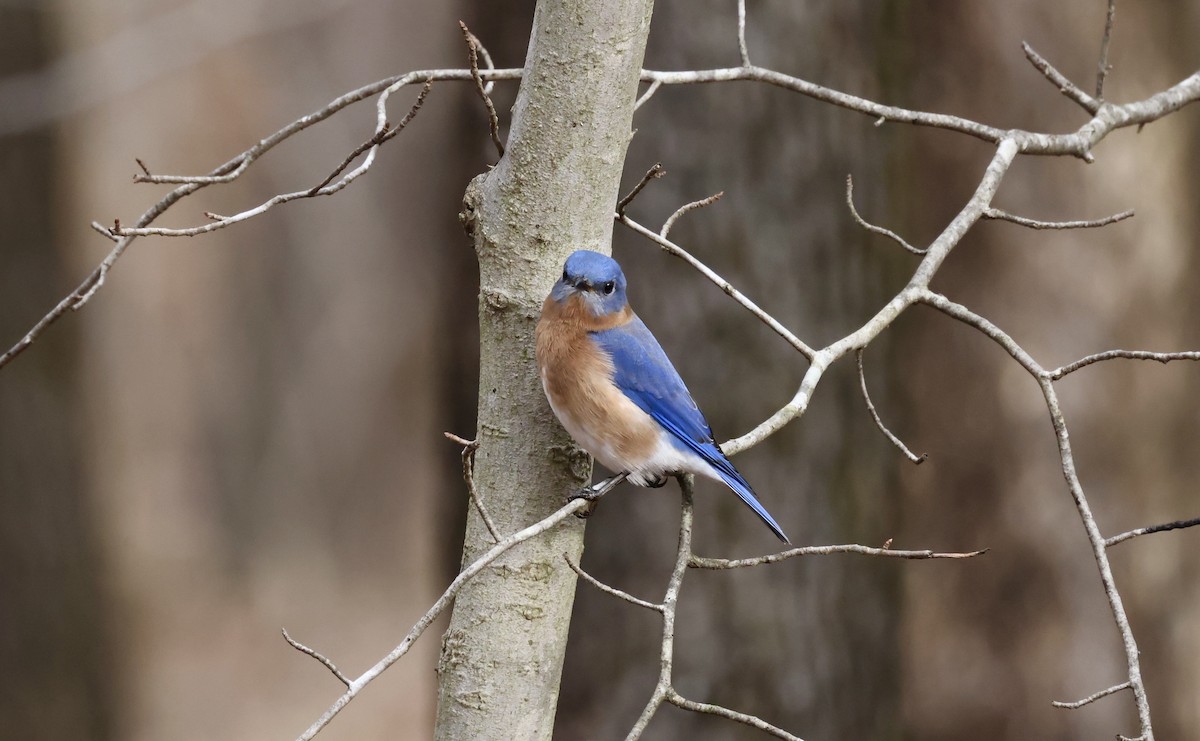 Eastern Bluebird - ML613461363