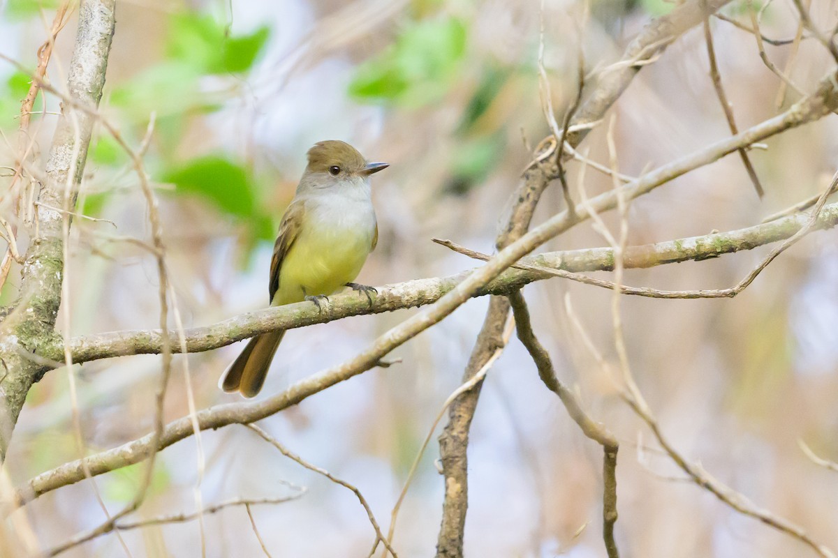 Nutting's Flycatcher - ML613461375