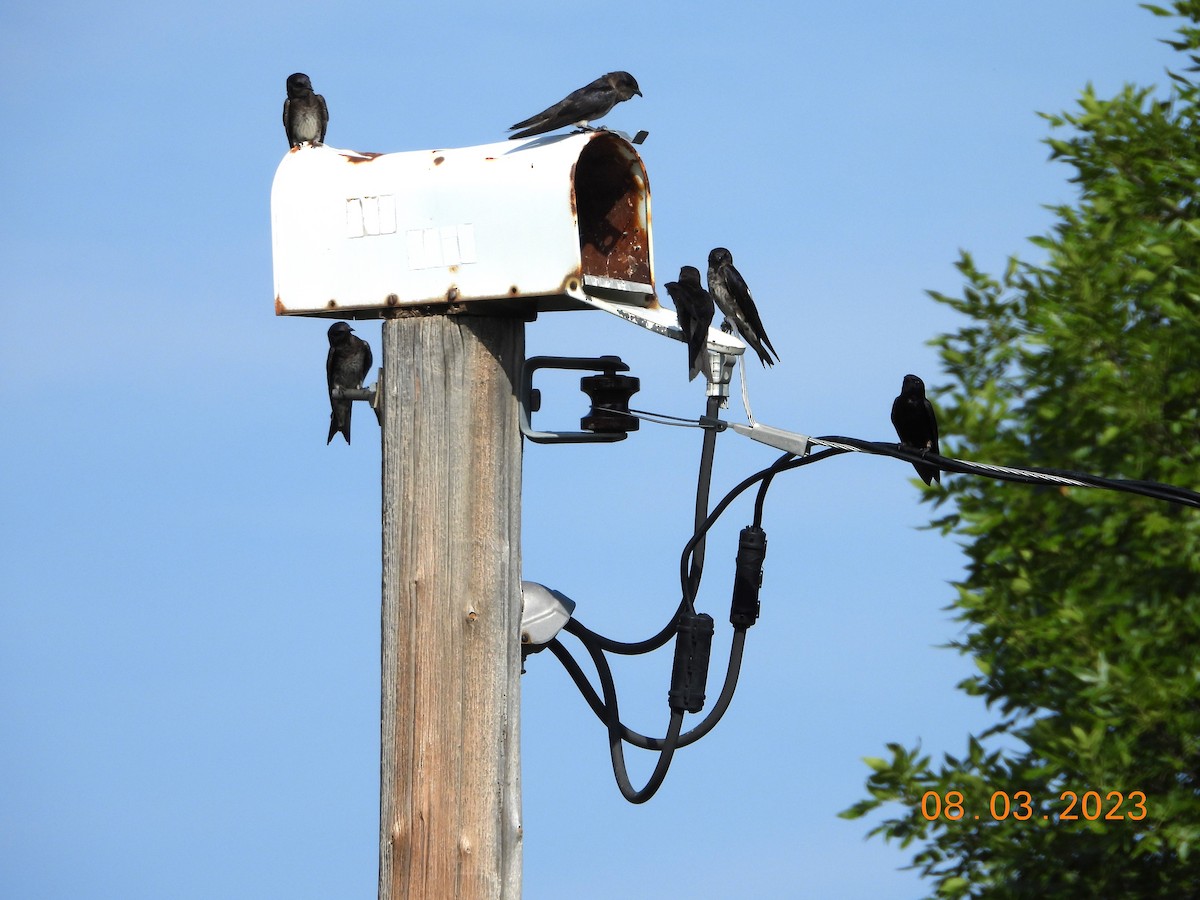 Purple Martin - ML613461435