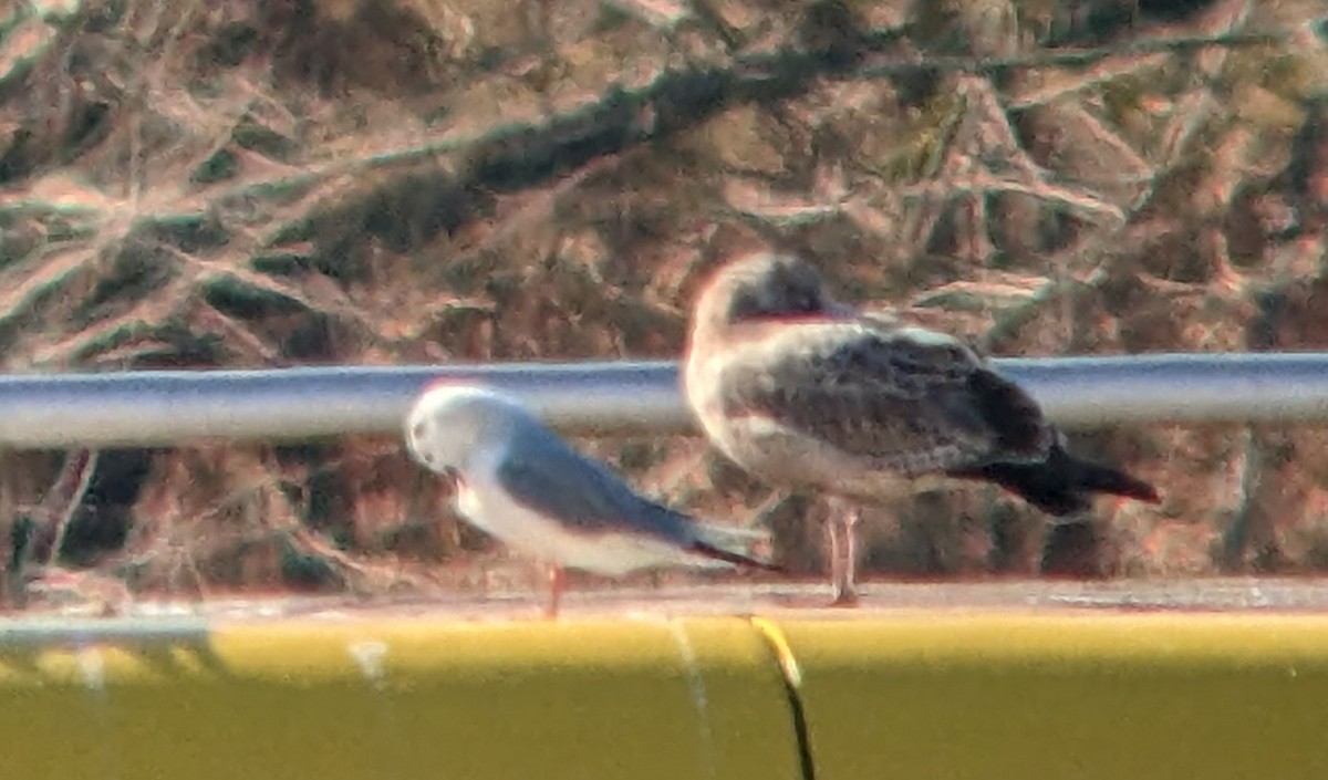 Herring/Lesser Black-backed Gull - ML613461467