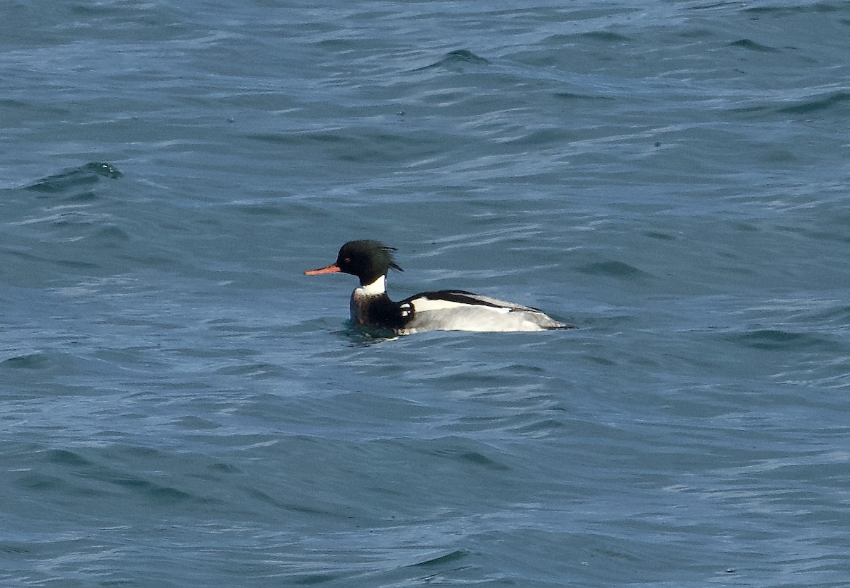 Red-breasted Merganser - ML613461479