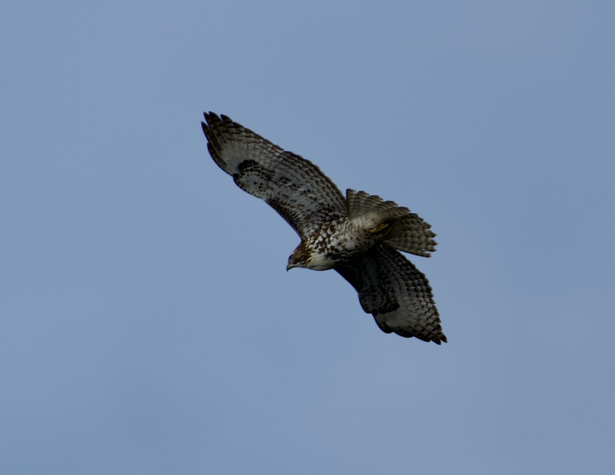 Red-tailed Hawk - ML613461510