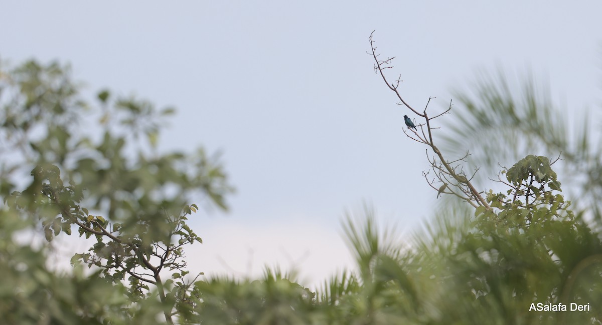 Purple-headed Starling - ML613461554