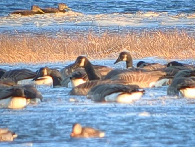 Canada Goose - ML613461559