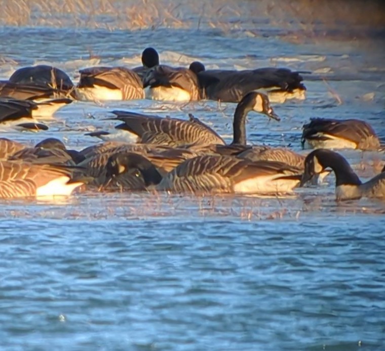 Canada Goose - ML613461563