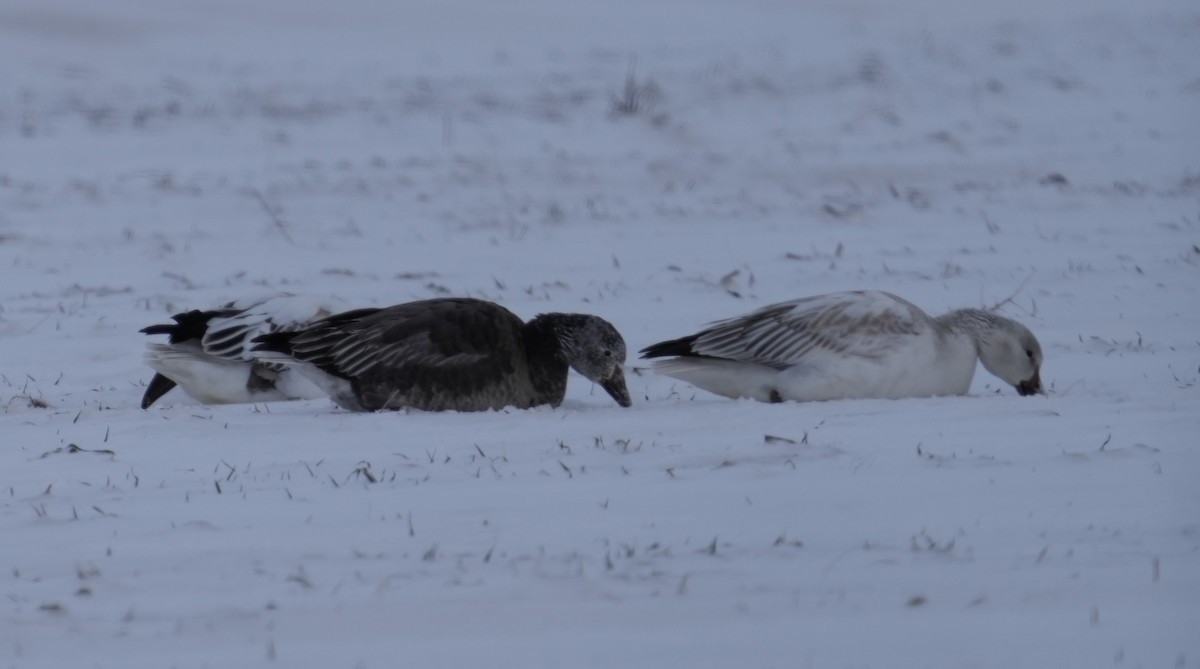 Snow Goose - ML613461579