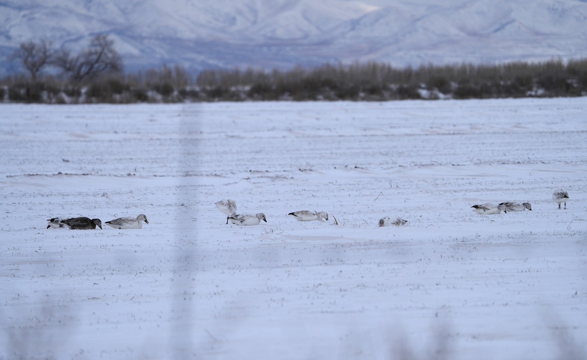 Snow Goose - ML613461582