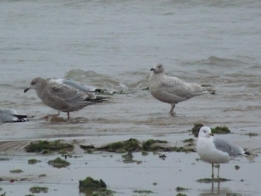 Gaviota Groenlandesa - ML613461615