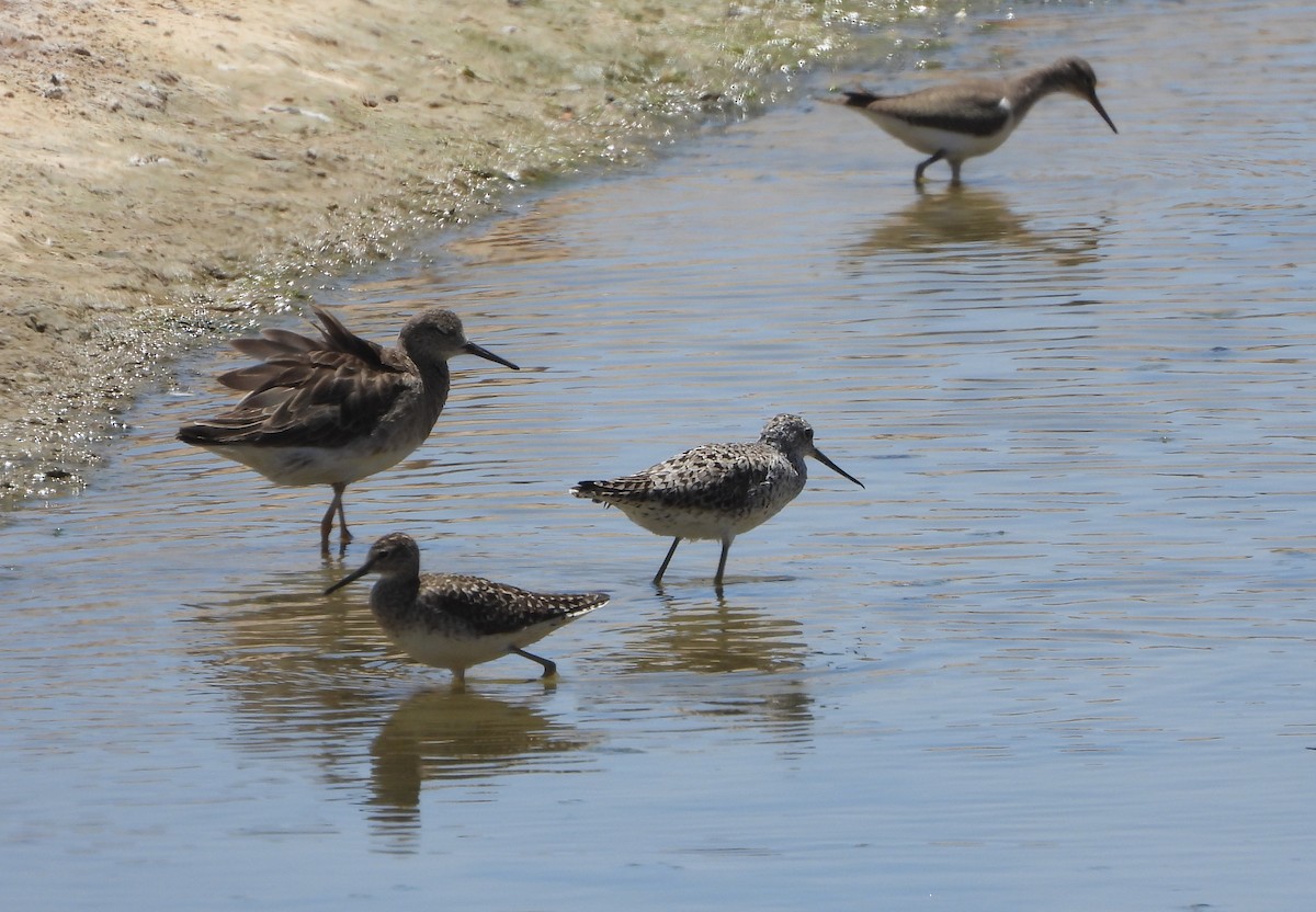 Marsh Sandpiper - Helena Trzeciak