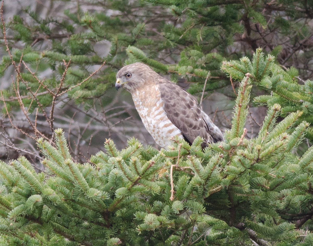 Broad-winged Hawk - ML613461727