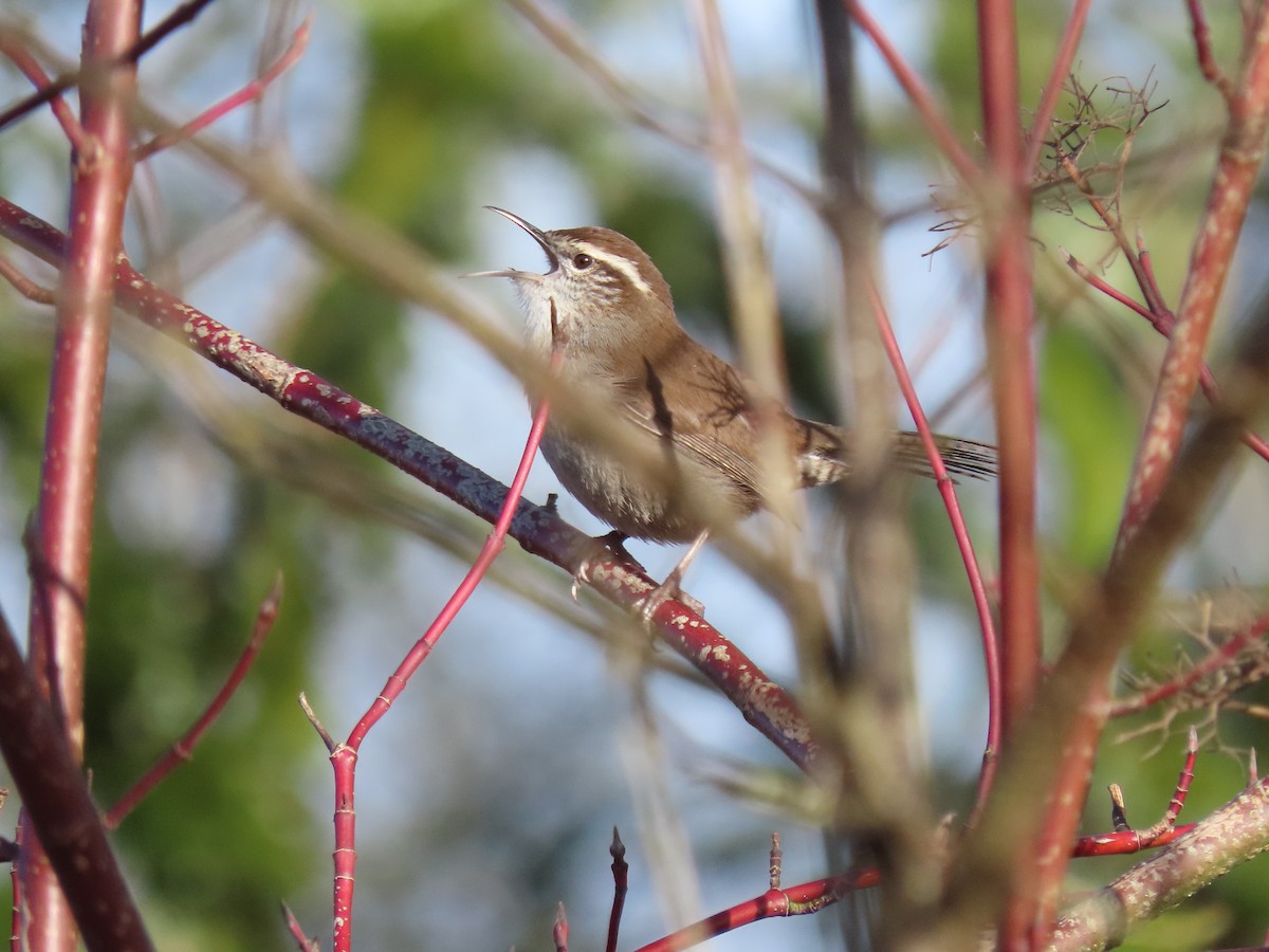 Bewick's Wren - ML613461729