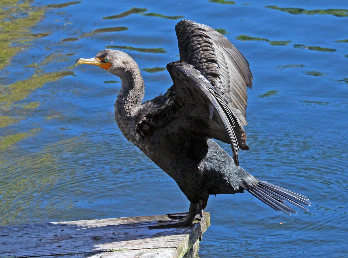 Double-crested Cormorant - ML613461740