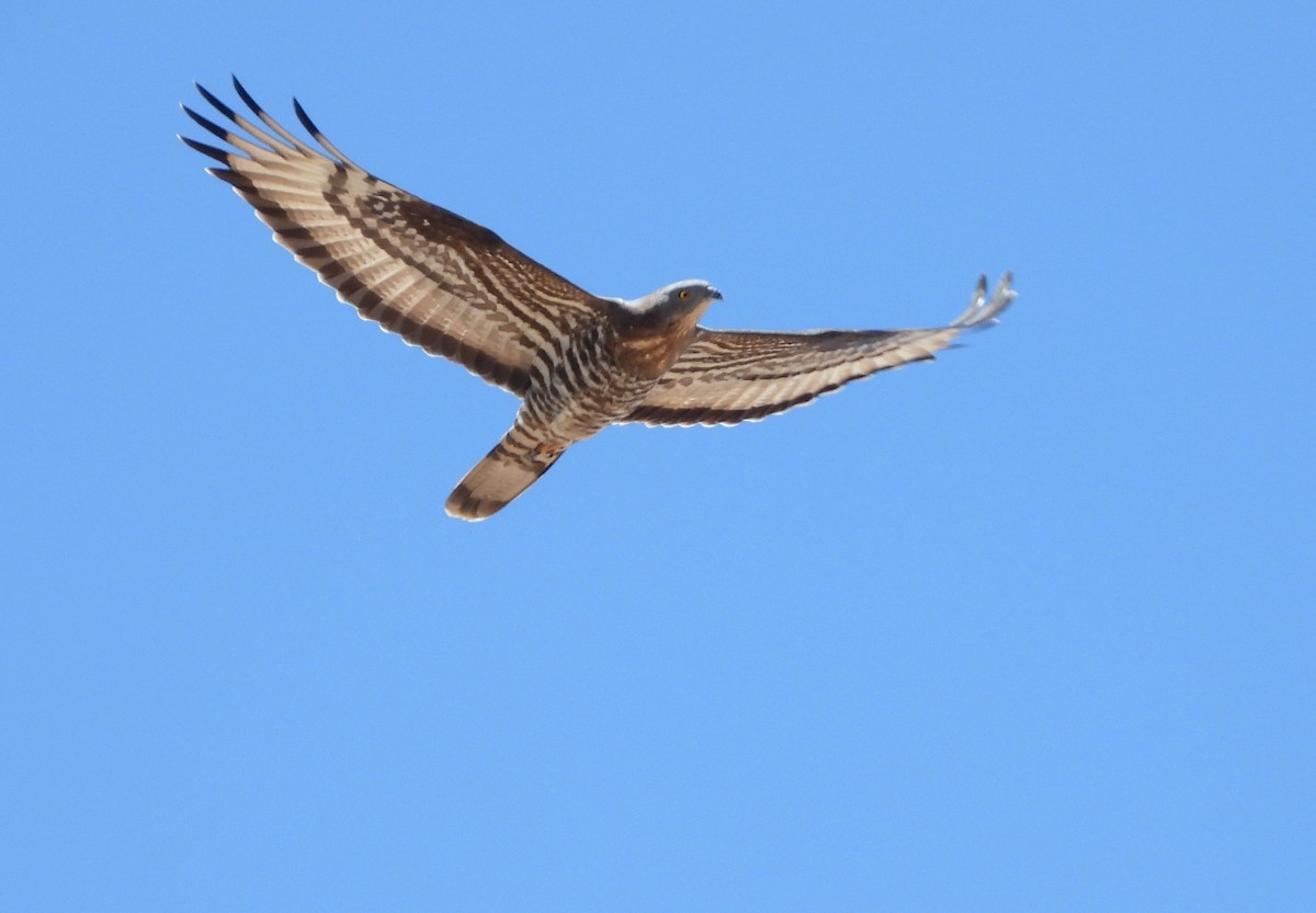 European Honey-buzzard - ML613461748