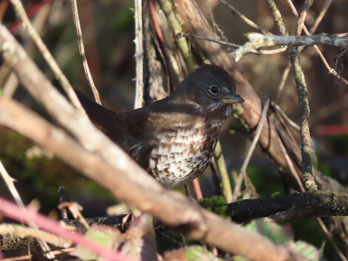 Fox Sparrow - ML613461757