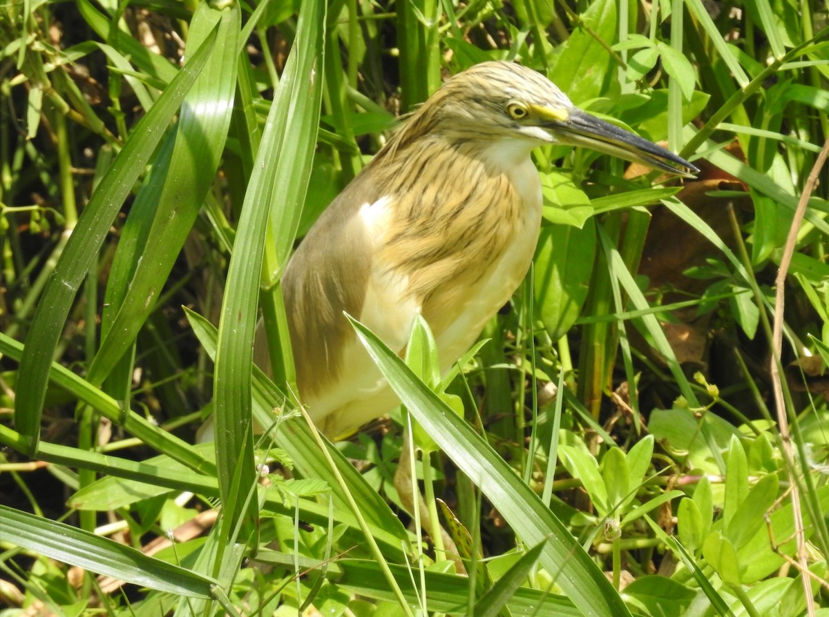 Squacco Heron - ML613461803