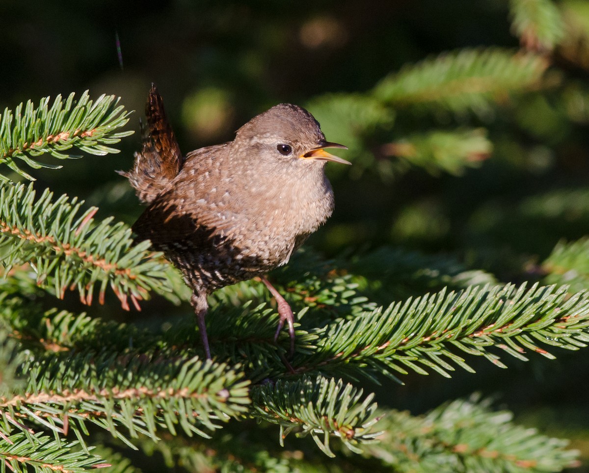 Winter Wren - ML613461816