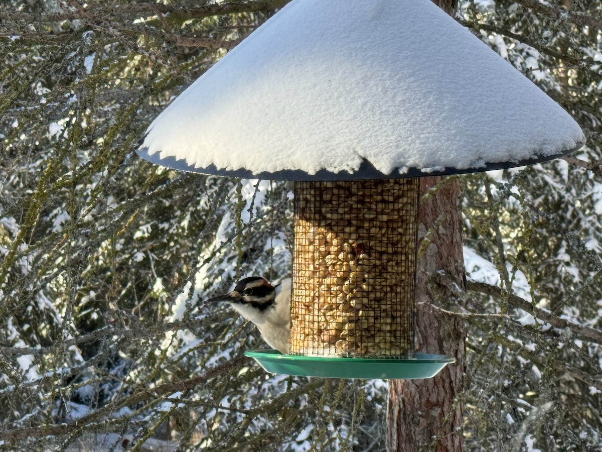 Hairy Woodpecker - ML613461840