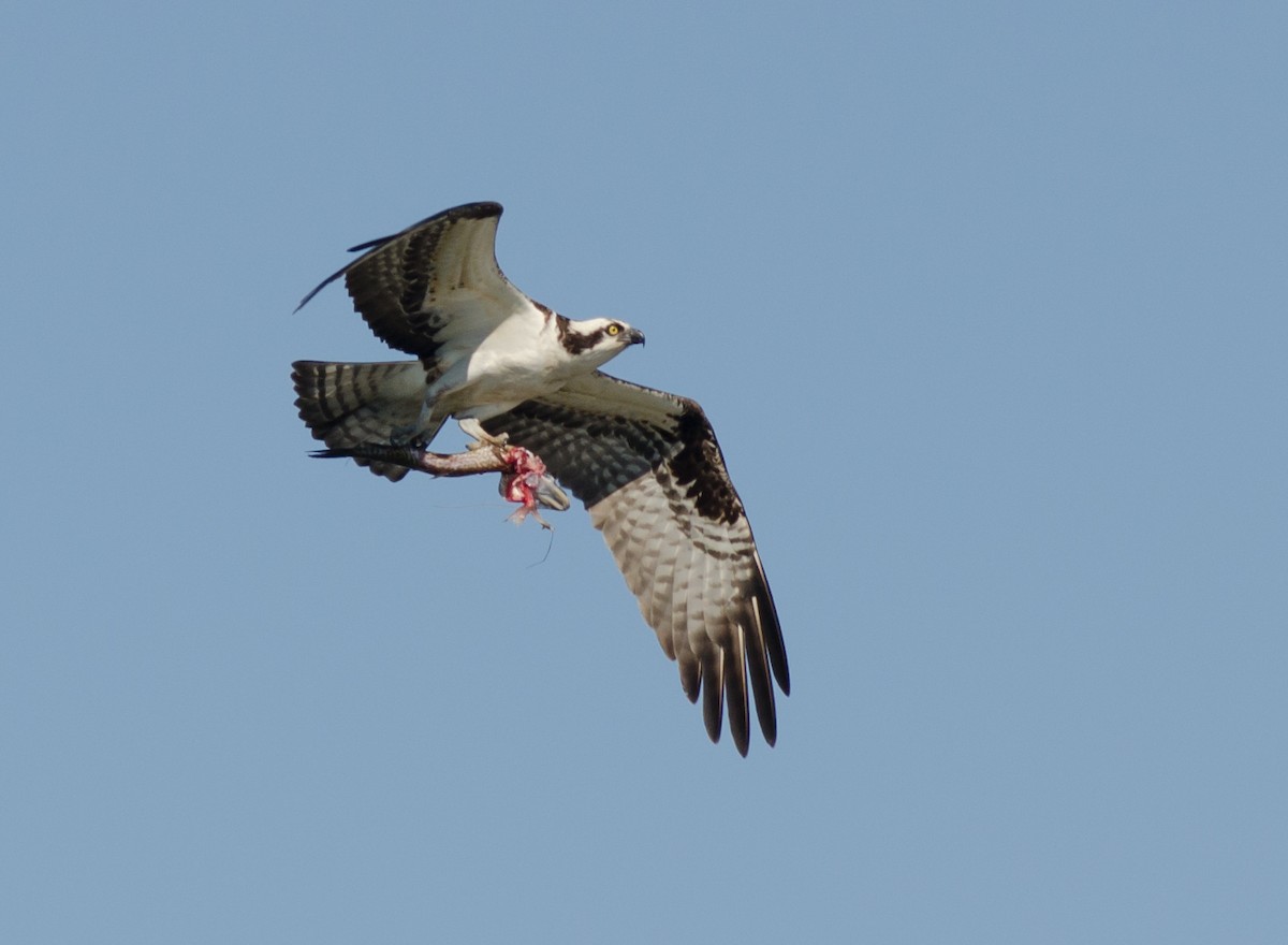 Águila Pescadora - ML613461899