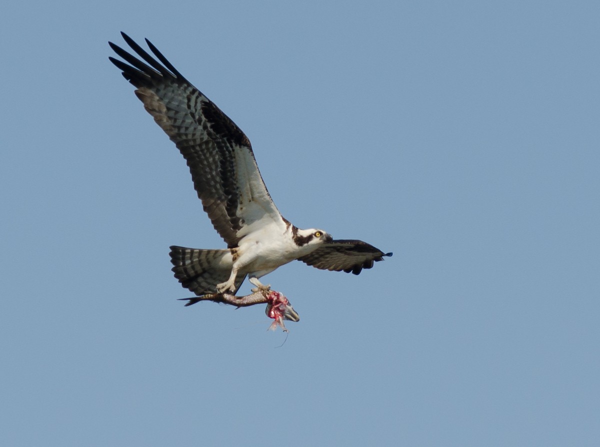 Águila Pescadora - ML613461900