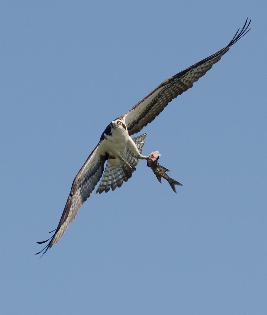 Balbuzard pêcheur - ML613461901