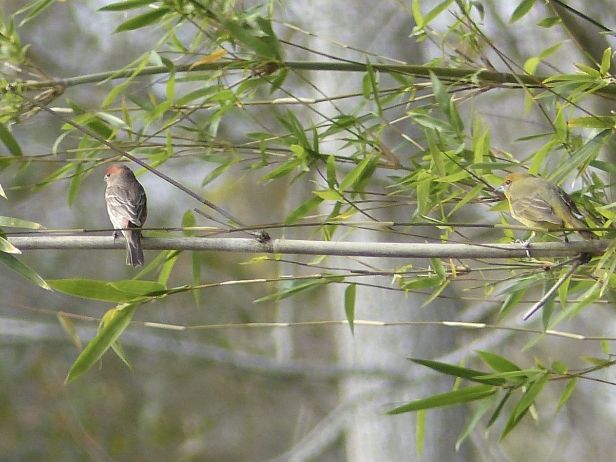 Hepatic Tanager - Claire Thomas