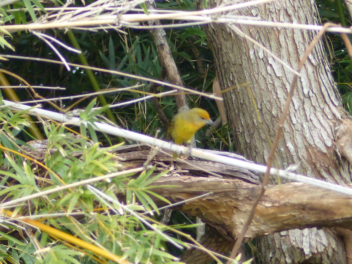 Hepatic Tanager - Claire Thomas