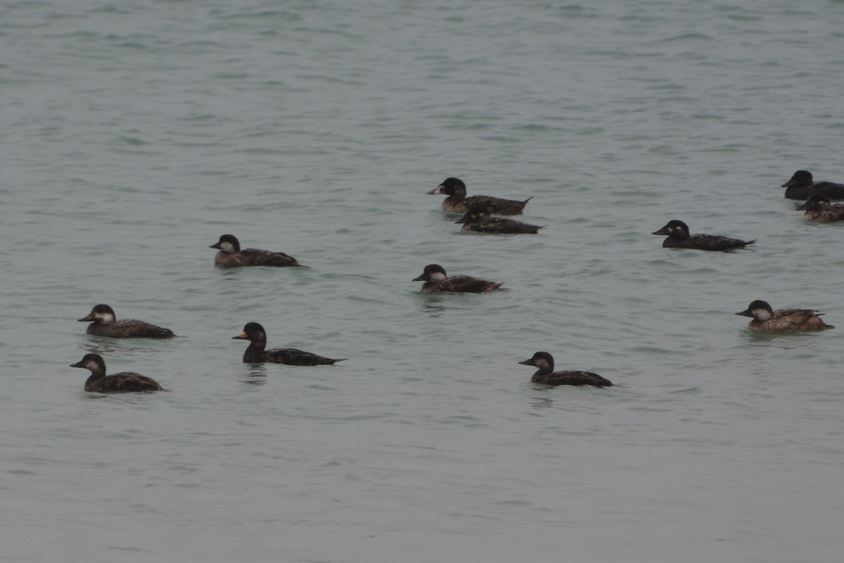 Black Scoter - Tom Bisko