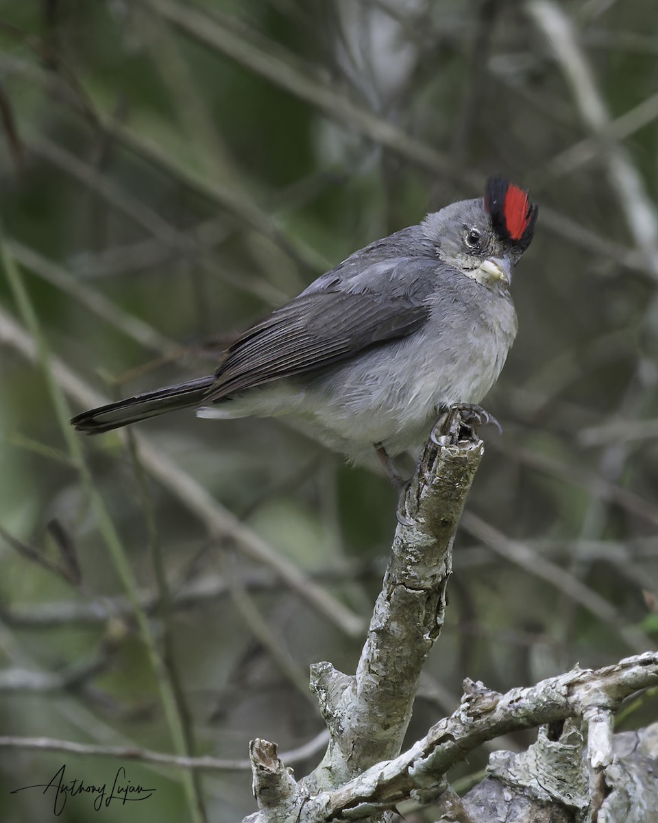 Pileated Finch - ML613461997
