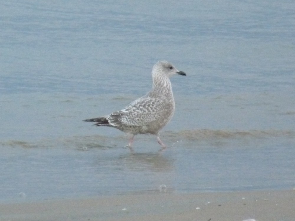 Iceland Gull - Robert Hughes