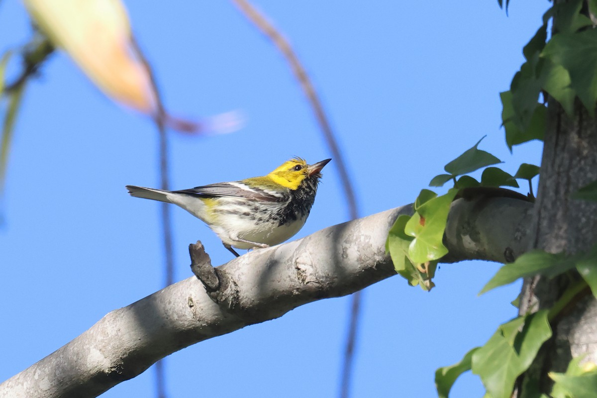 Black-throated Green Warbler - ML613462033