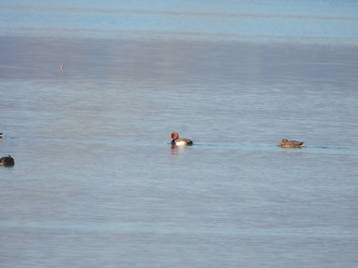 Улаан хошуут биваан - ML613462054