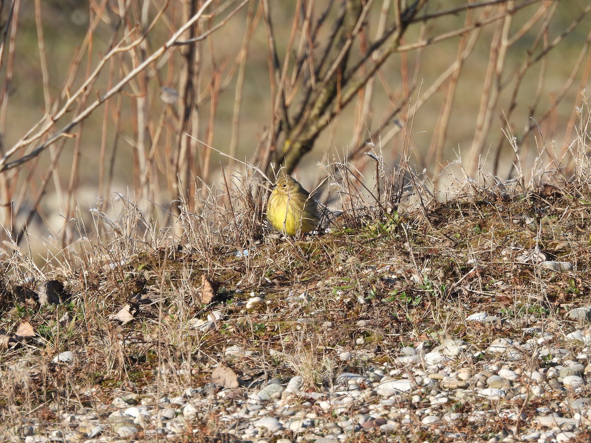 Алтан хөмрөг - ML613462104