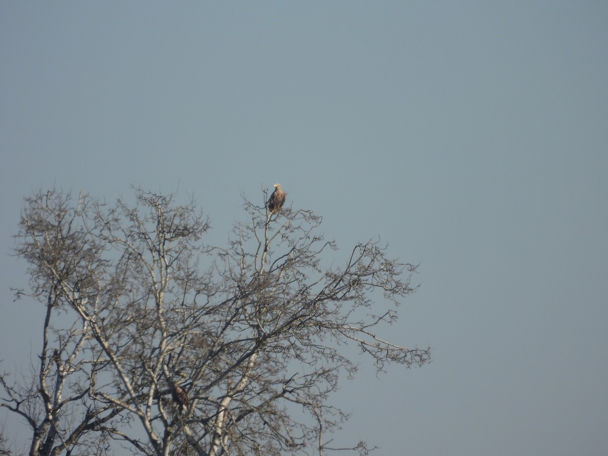 Цагаан сүүлт нөмрөг бүргэд - ML613462177