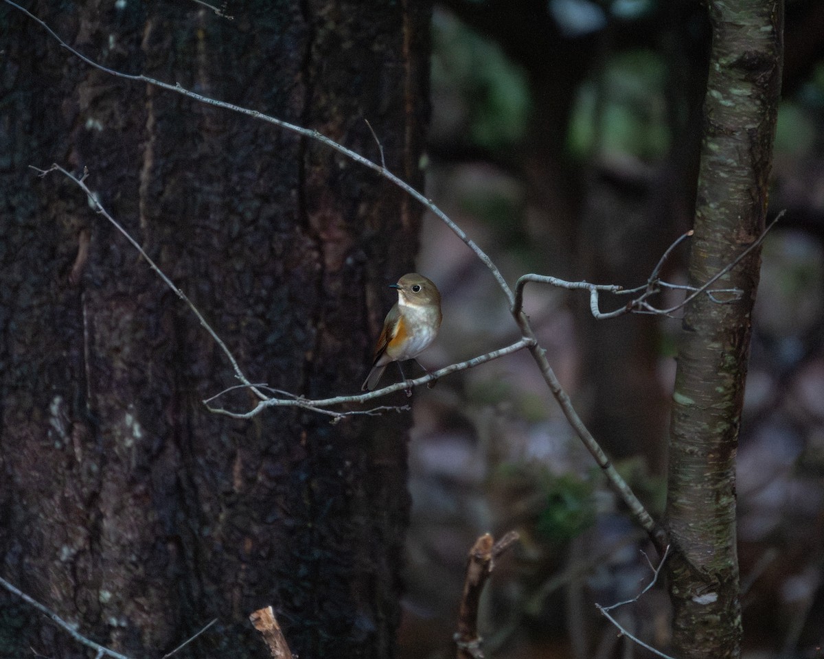 藍尾鴝 - ML613462178