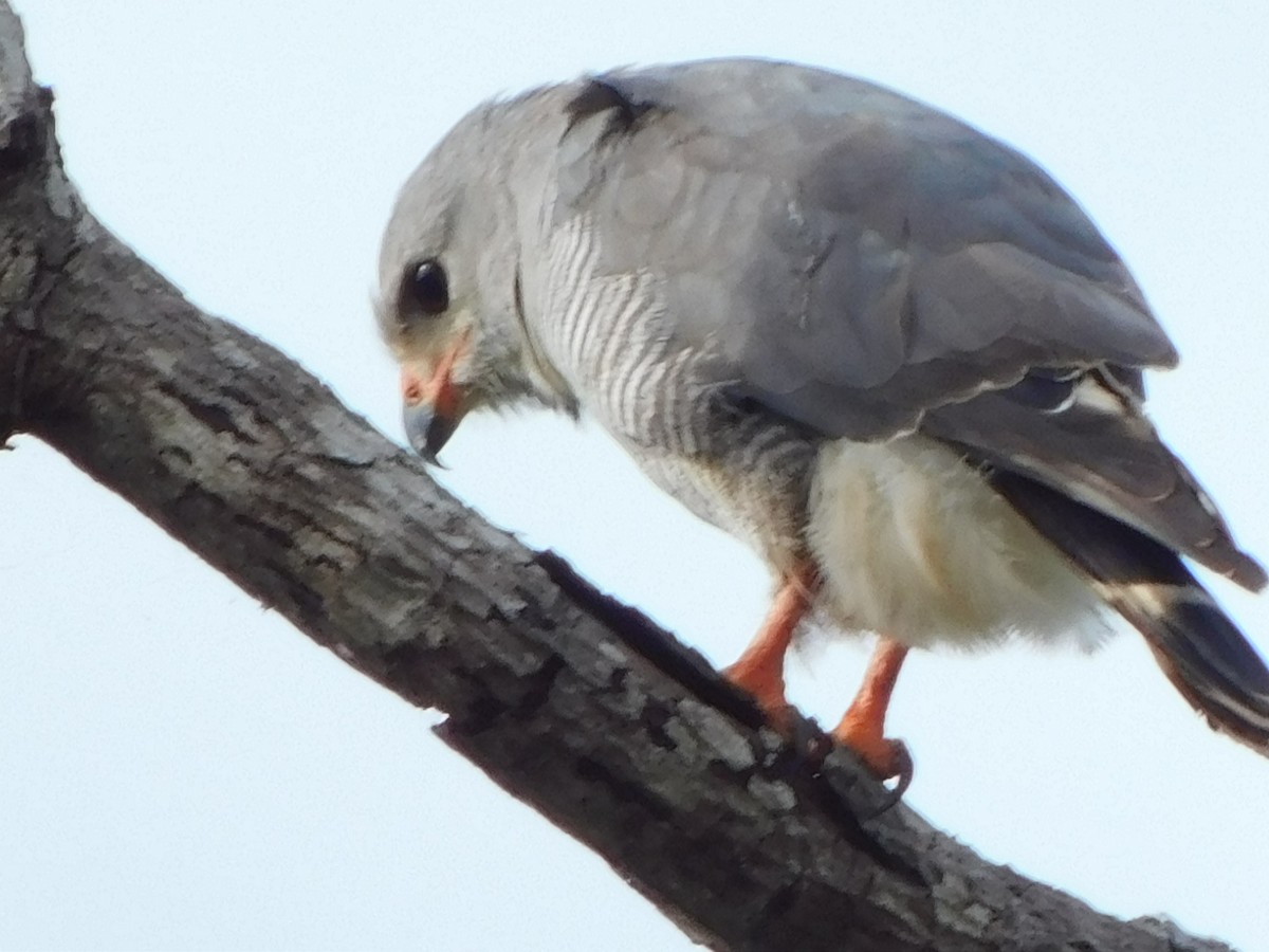 Lizard Buzzard - Detlef Stremke