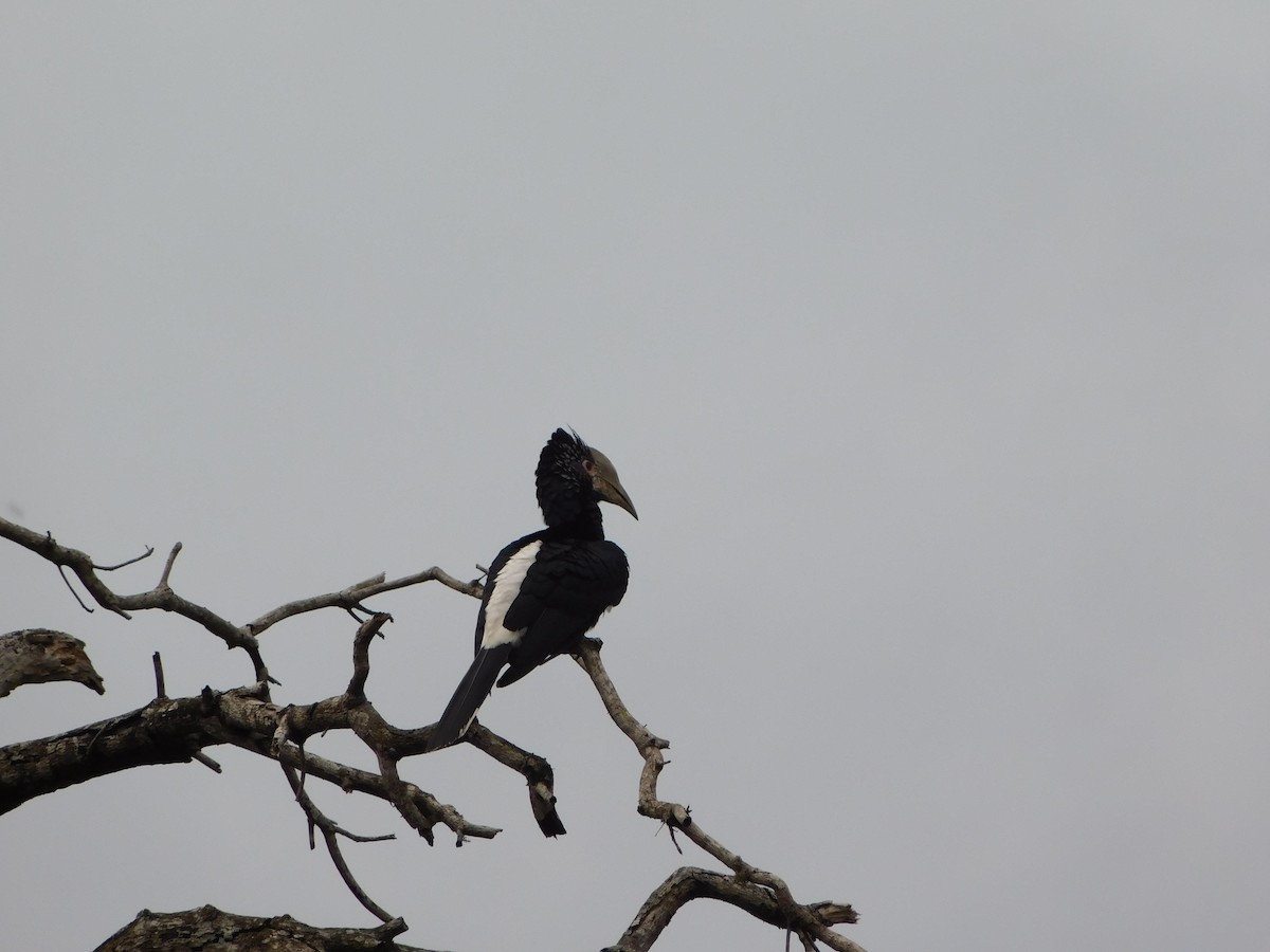 Silvery-cheeked Hornbill - ML613462240