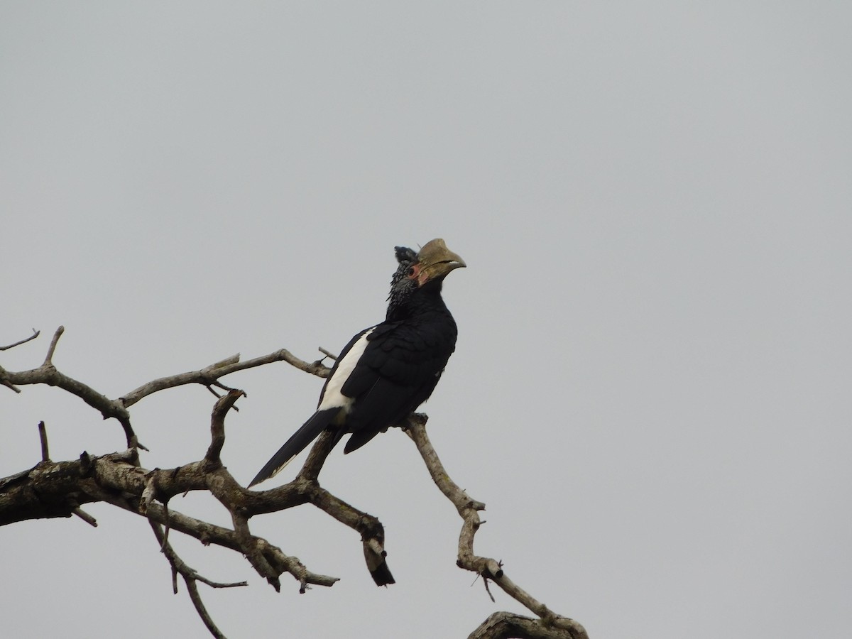 Silvery-cheeked Hornbill - ML613462241