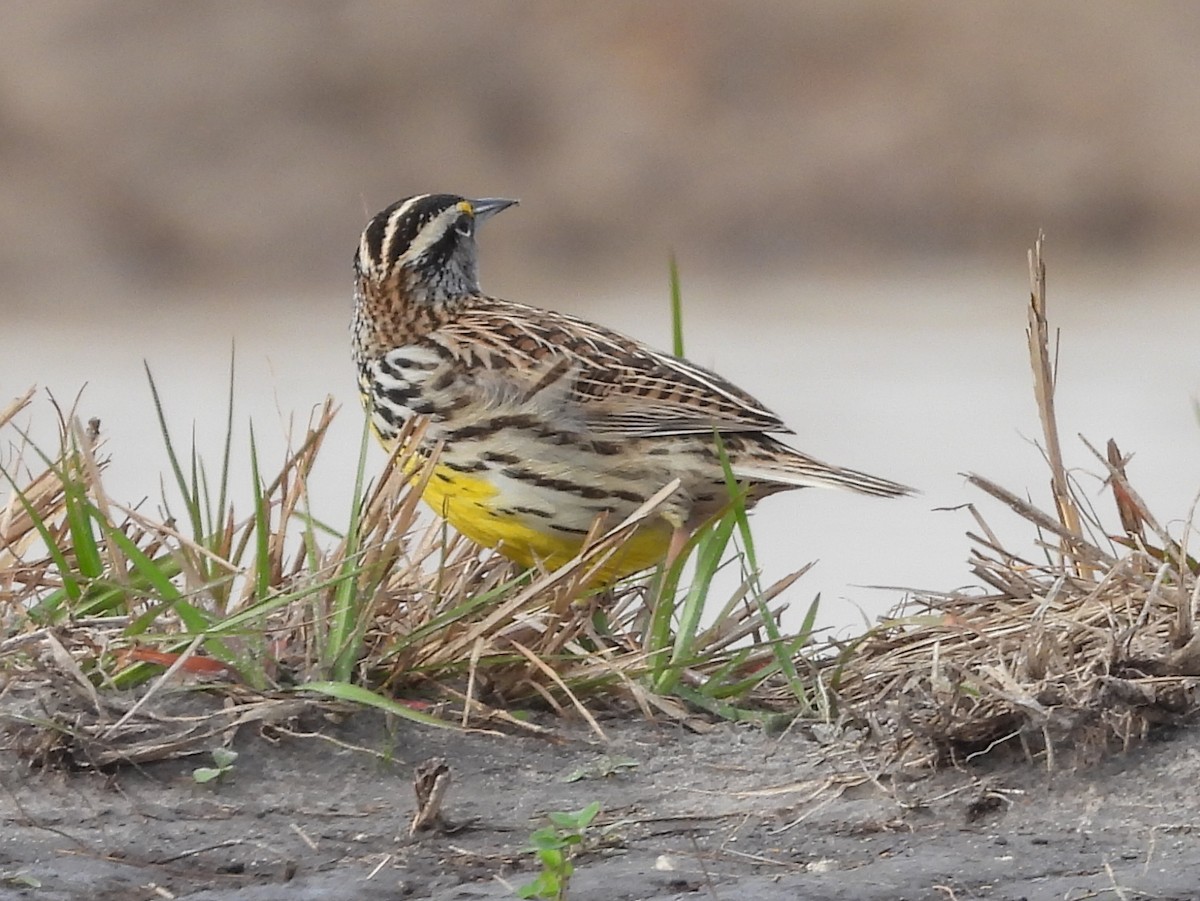 Eastern Meadowlark - ML613462245