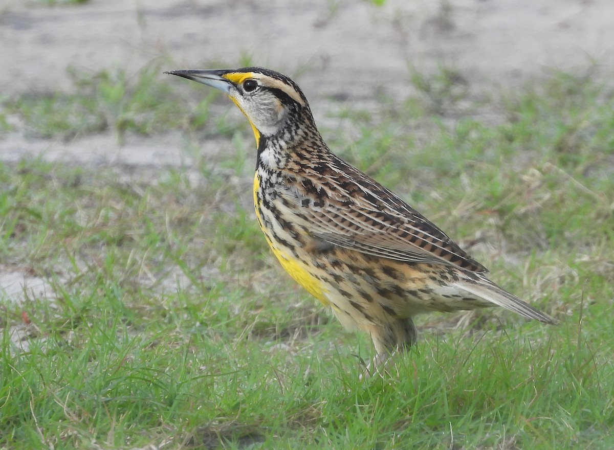 Eastern Meadowlark - ML613462251