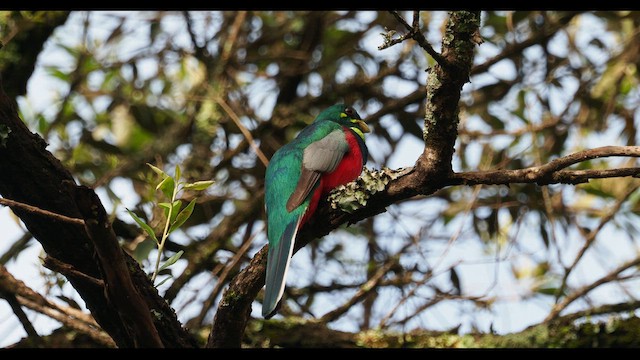 trogon africký - ML613462405