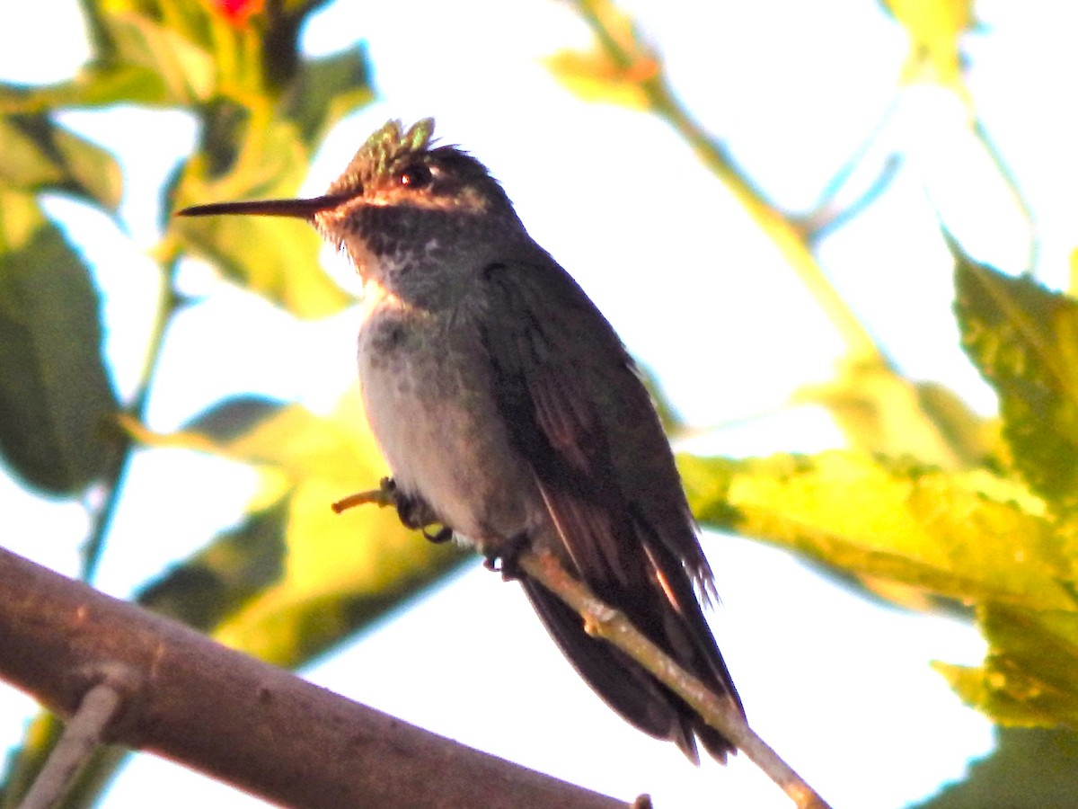 Colibrí Escamoso - ML613462414