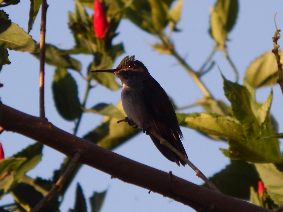 Colibrí Escamoso - ML613462416