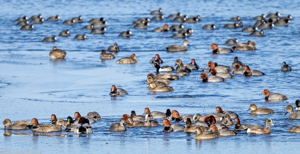 American Wigeon - ML613462419