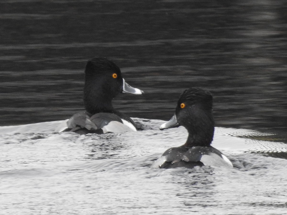 Ring-necked Duck - ML613462494