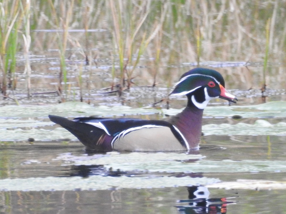 Wood Duck - ML613462496