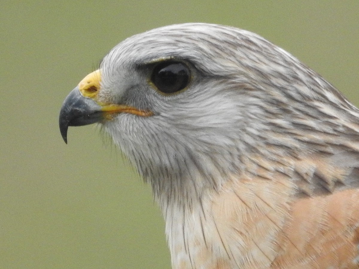 Red-shouldered Hawk (extimus) - ML613462503