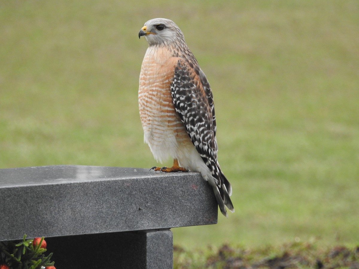 Red-shouldered Hawk (extimus) - ML613462504